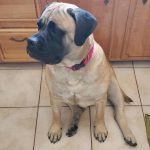 Rue - Mastiff