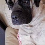 Rue - Mastiff