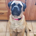 Rue - Mastiff