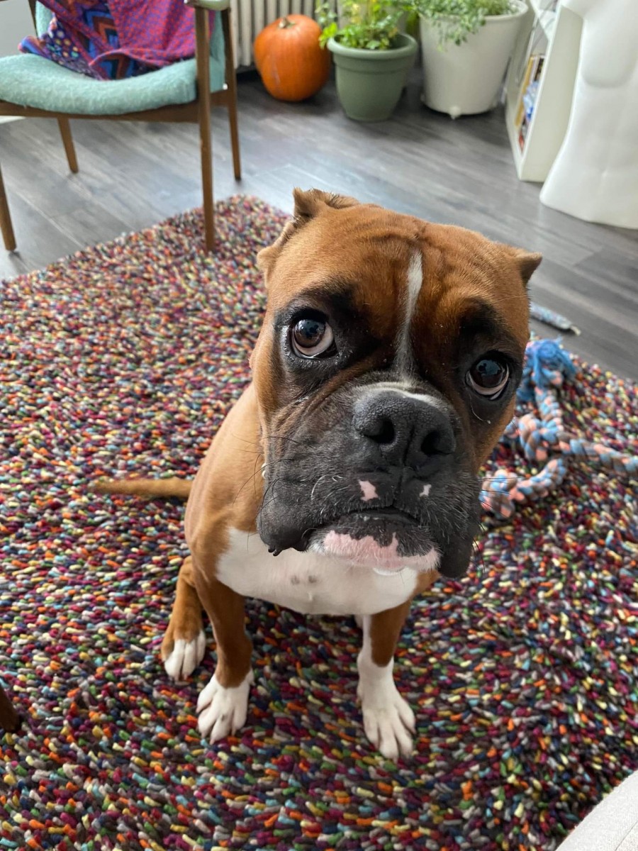 Moe - Winnipeg Boxer Rescue