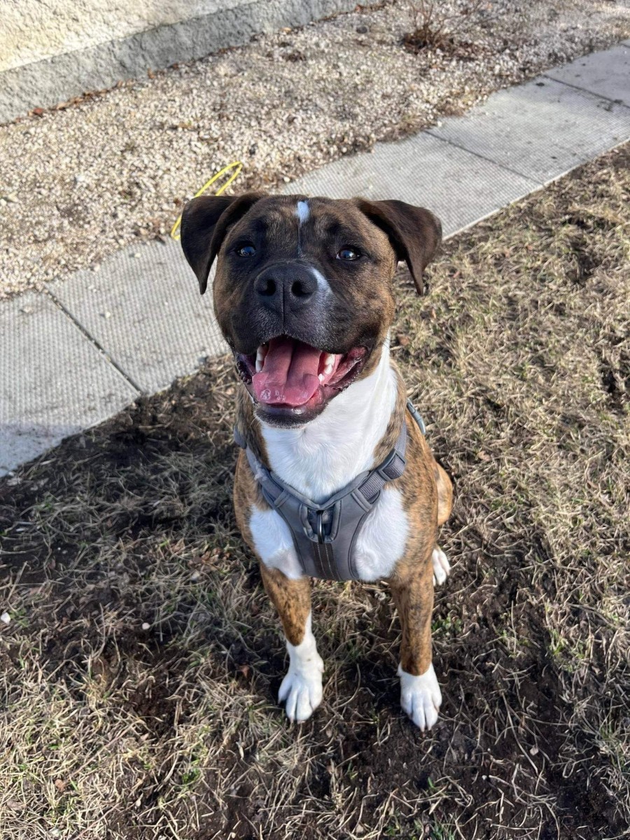 Rowan - Winnipeg Boxer Rescue